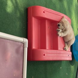 Golden Retriever and Siberian Husky Puppies from Nevani Goldens & Siberians