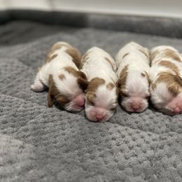 Cavalier King Charles Spaniel Puppies from Country View Cavaliers