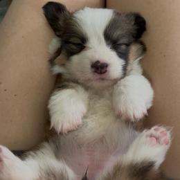 MJ - Sable female Pembroke Welsh Corgi puppy in Kirkville, New York from Sugarbush Corgis