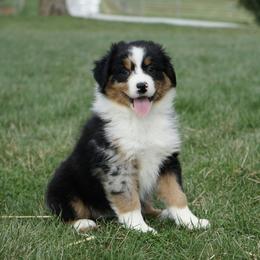 Echo - Black tri-color female Australian Shepherd puppy in Holmesville, Ohio from Coffee Run Spring at Miller Farms