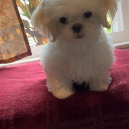 Shih Tzu Puppies from Prescious Shih Tzu’s