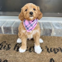 Goldendoodle Puppies from At The Cross Kennel