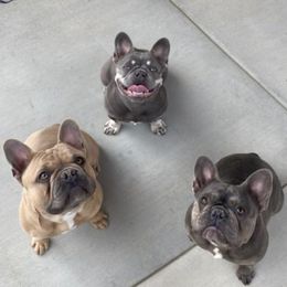 French Bulldogs from Atomic Dog Kennels