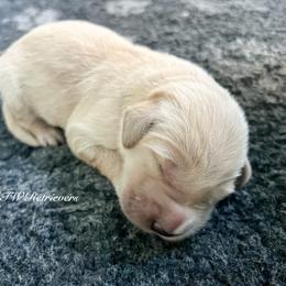 Boy (Reservation 4) - Golden male Golden Retriever puppy in Murfreesboro, Tennessee from ATW Retrievers