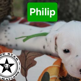 Philip - White and black male Dalmatian puppy in Katy, Texas from Lone Star Dalmatians