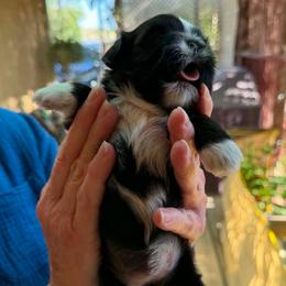 Sasha - Black and white female Shih Tzu puppy in Victorville, California from Precioustzus