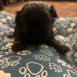 Girl 2 - Black and tan female Shih Tzu puppy in Norris City, Illinois from Dainty and Darling Shih Tzu