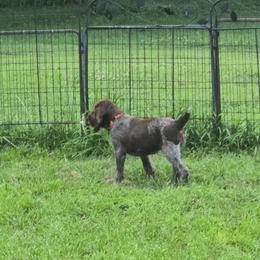 Gordon Setter and Spinone Italiano Puppies from Spinsetters