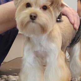 Poodles and Yorkshire Terriers from Shelia's Pups