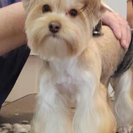 Poodles and Yorkshire Terriers from Shelia's Pups