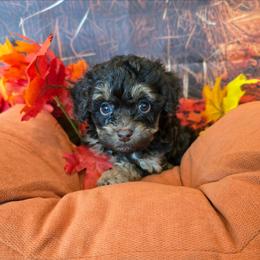 Mars - Red tri-color male Aussiedoodle puppy in Prescott Valley, Arizona from Ramirez Family Doodles