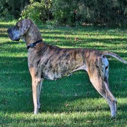 Zenilla - Great Dane