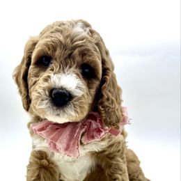 Sierra - Red  female Goldendoodle puppy in Travelers Rest, South Carolina from Bailey Mountain Doodles