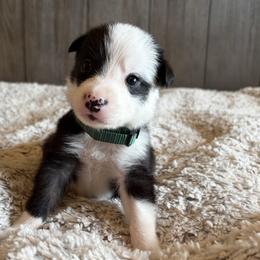 Boy 2 - male Border Collie puppy in Shawnee, Oklahoma from Cross K Working Collies - Pure Bred Border Collies