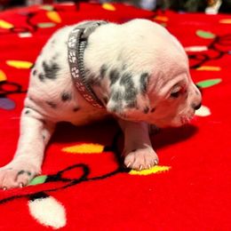 Boy 3 - White and black Dalmatian puppy in Elko, Nevada from Knotts Dalmatians