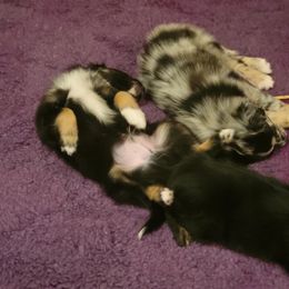 Australian Shepherd Puppies from Summit Australian Shepherds
