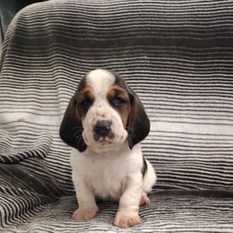 Todd - Black brown and white male Basset Hound puppy in Newton Grove, North Carolina from MGA Basset Hound