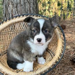Red collar - Brindle and white male American Corgi puppy in Nashville, Arkansas from Whisenhunt Farms