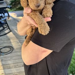 Bernedoodle and Labradoodle Puppies from Zehr’s Labradoodles & Bernedoodles