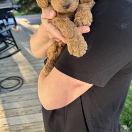 Bernedoodle and Labradoodle Puppies from Zehr’s Labradoodles & Bernedoodles