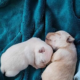 Scottish Terrier Puppies from Nicole's Scottish Terriers