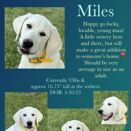 Labrador Retriever Puppies from Clark’s Loyal Labradors