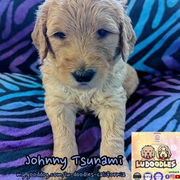 Johnny Tsunami - Cream male Goldendoodle puppy in Santa Cruz, California from Lu Doodles