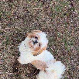 Ginger - Shih Tzu