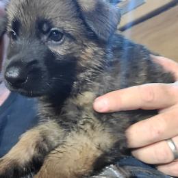 White - Sable female German Shepherd puppy in Carbondale, Kansas from T and M Elite Europeans German Shepherds