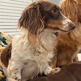 Emitt - Dachshund