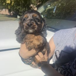 Frank - male Cockapoo puppy in Wellington, Kansas from Brian’s Puppies
