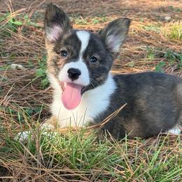 Red collar - Brindle and white male American Corgi puppy in Nashville, Arkansas from Whisenhunt Farms