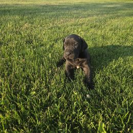 Ursa - Black female Great Dane puppy in Arpin, Wisconsin from Arpin Great Danes