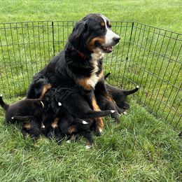 Bernese Mountain Dog Puppies from Steinhaus Dogs