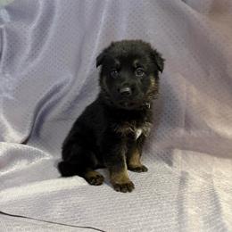 Arik - Dark Green Collar - Black and tan male German Shepherd puppy in Greenwood, Arkansas from West Haus Shepherds