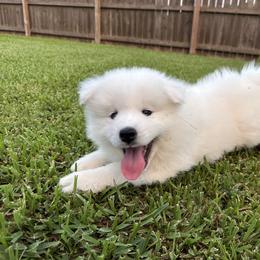 Samoyed Puppies from Southern Roux Samoyeds