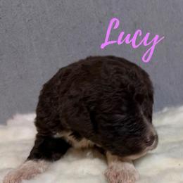 Girl 2 - Brown and white female Bernedoodle puppy in Battle Creek, Michigan from T-Rose’s Bernedoodle & Pomsky Puppies