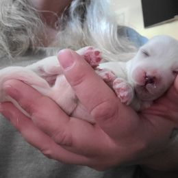 Coton de Tulear Puppies from Classy Cotons