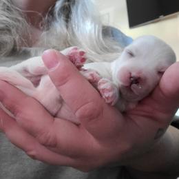 Coton de Tulear Puppies from Classy Cotons