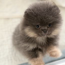 Royal - Blue and tan male Pomeranian puppy in Newport Beach, California from Exotic City Pomeranians and chihuahuas