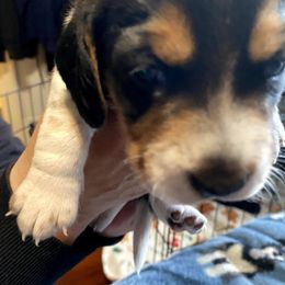 Beagle Puppies from Amanda Nitsa Oz