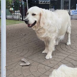 Catherine - Golden Retriever