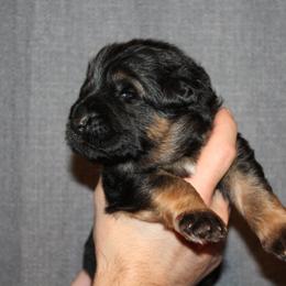 Boy 1 - Black and red male German Shepherd puppy in Fenton, Michigan from Home Base Shepherd