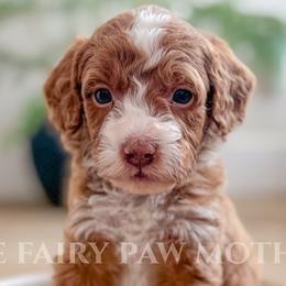 Cavapoos, Goldendoodles, and Golden Mountain Doodles from The Fairy Paw Mother