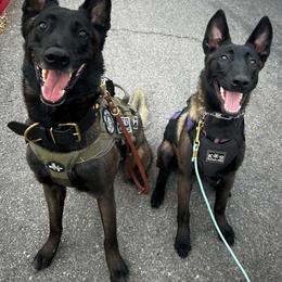 Belgian Malinois All Grown Up from Leviathan’s Misfits