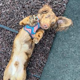 Dachshund All Grown Up from Burnett’s Dachshunds