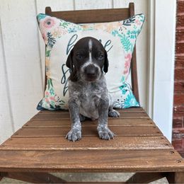 Flint - Liver roan German Shorthaired Pointer puppy in Longview, Texas from Interstellar GSPs
