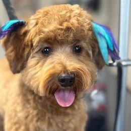 Goldendoodles from Brank N Doodle