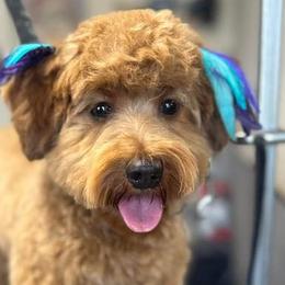 Goldendoodles from Brank N Doodle
