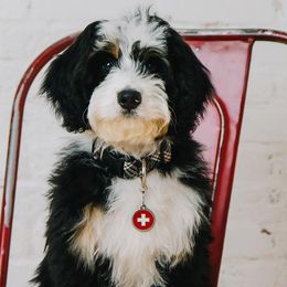 Bernedoodles from Alpine Mini Bernedoodles